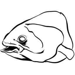 Coelacanth