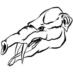 Phiomia